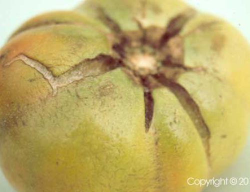 Growth cracks in greenhouse vegetable fruit