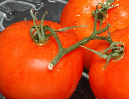 Tomato fertigation in hydroponic greenhouses