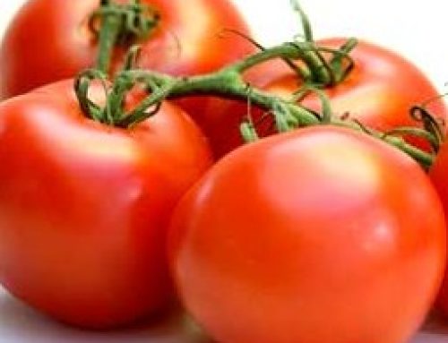 Tomato types available for the commercial grower