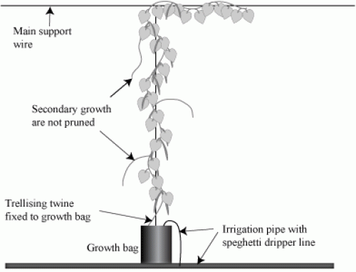 Trellising green beans in hydroponic bag culture greenhouses