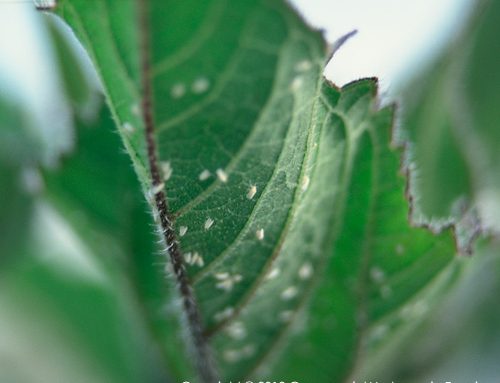 Greenhouse white fly