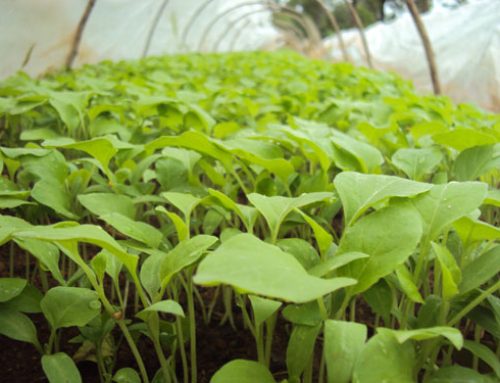 Seedling transplant tolerances and germination characteristics