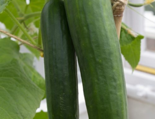 Understanding nitrogen dynamics during cucumber growth season