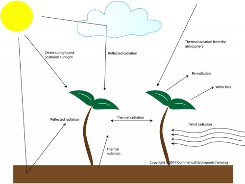 The effect of light and temperature in plant growth (Advanced reading)