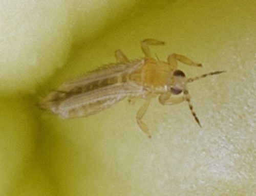 Spread of viruses in greenhouses