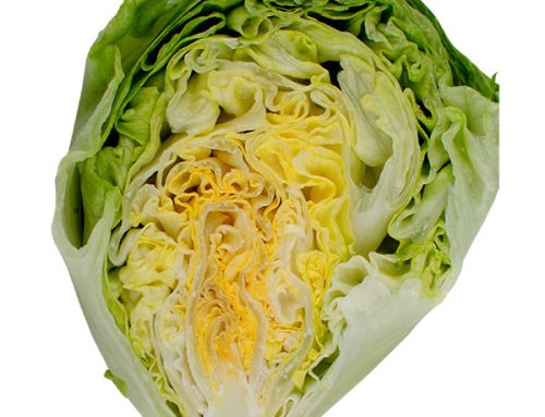 How to get good iceberg lettuce head development