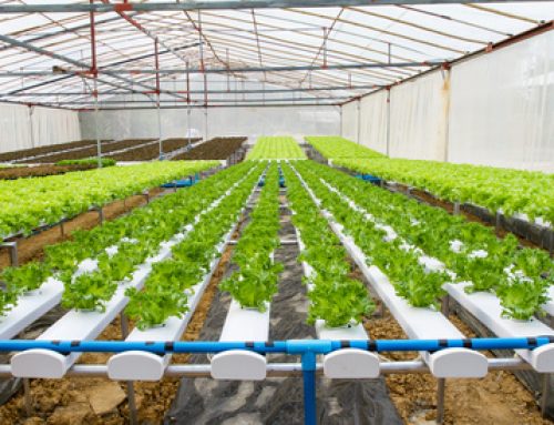 NFT is ideal for hydroponic lettuce production