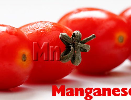 Manganese levels in nutrient solution do not influence tomato growth