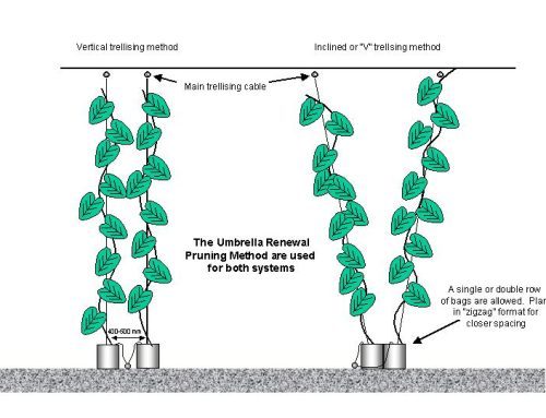 Trellising cucumbers in greenhouses