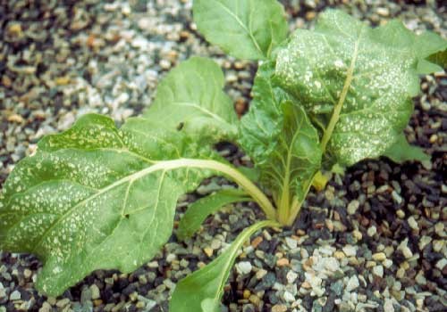 spinach hydroponics chemical spray damage