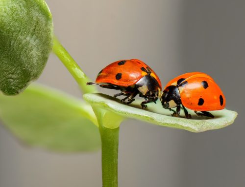 Basic pest and disease resistance management strategies in greenhouses