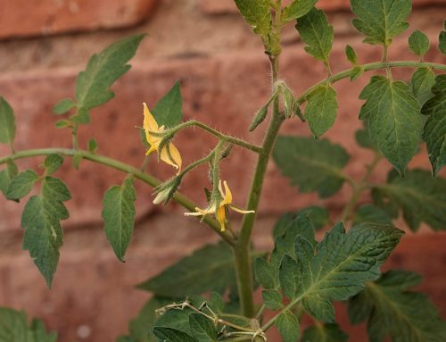 The effect of low intensity radiation on flowering