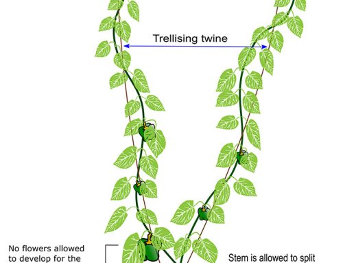 Trellising hydroponically grown peppers – secret to growth optimization