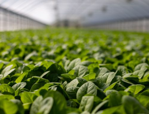 The relationship between temperature and growth in greenhouses.