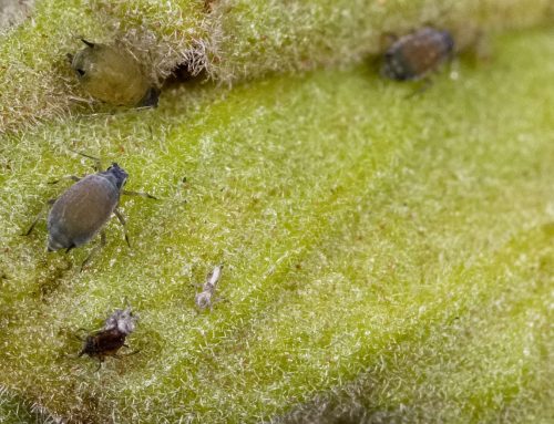 Cotton aphid –  Aphis gossypii