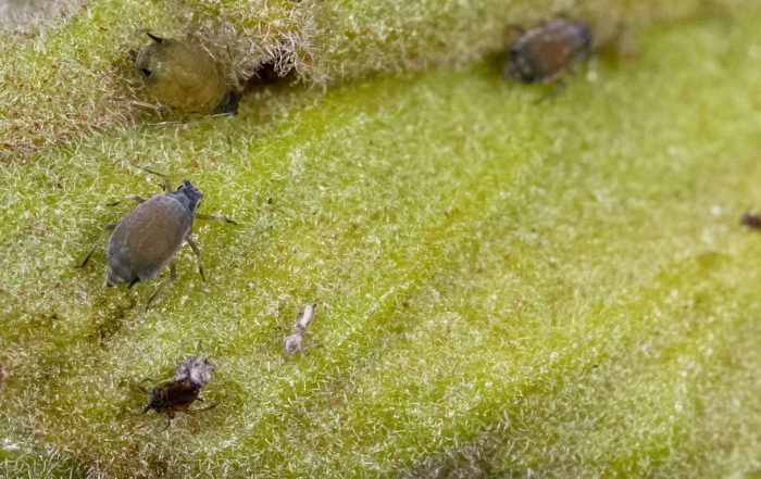 Cotton aphid Aphis gossypii control management vegetable crops