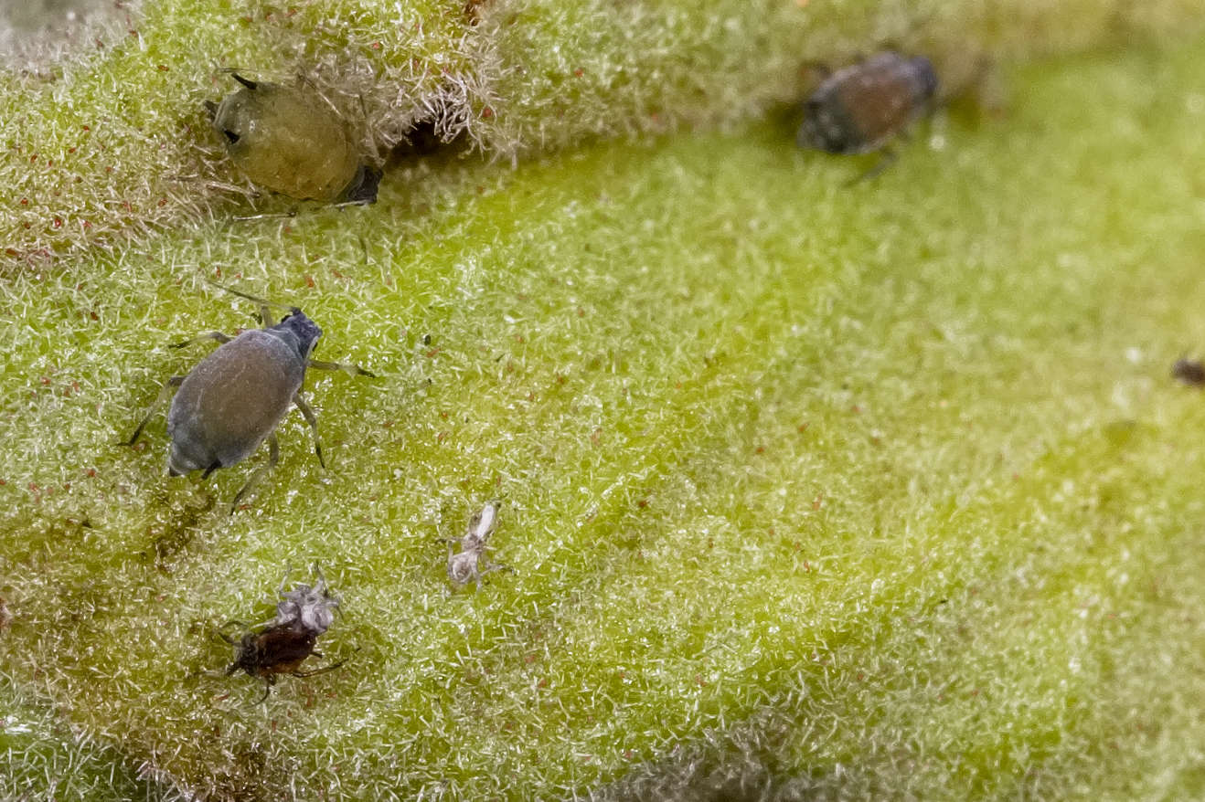 Cotton aphid Aphis gossypii control management vegetable crops